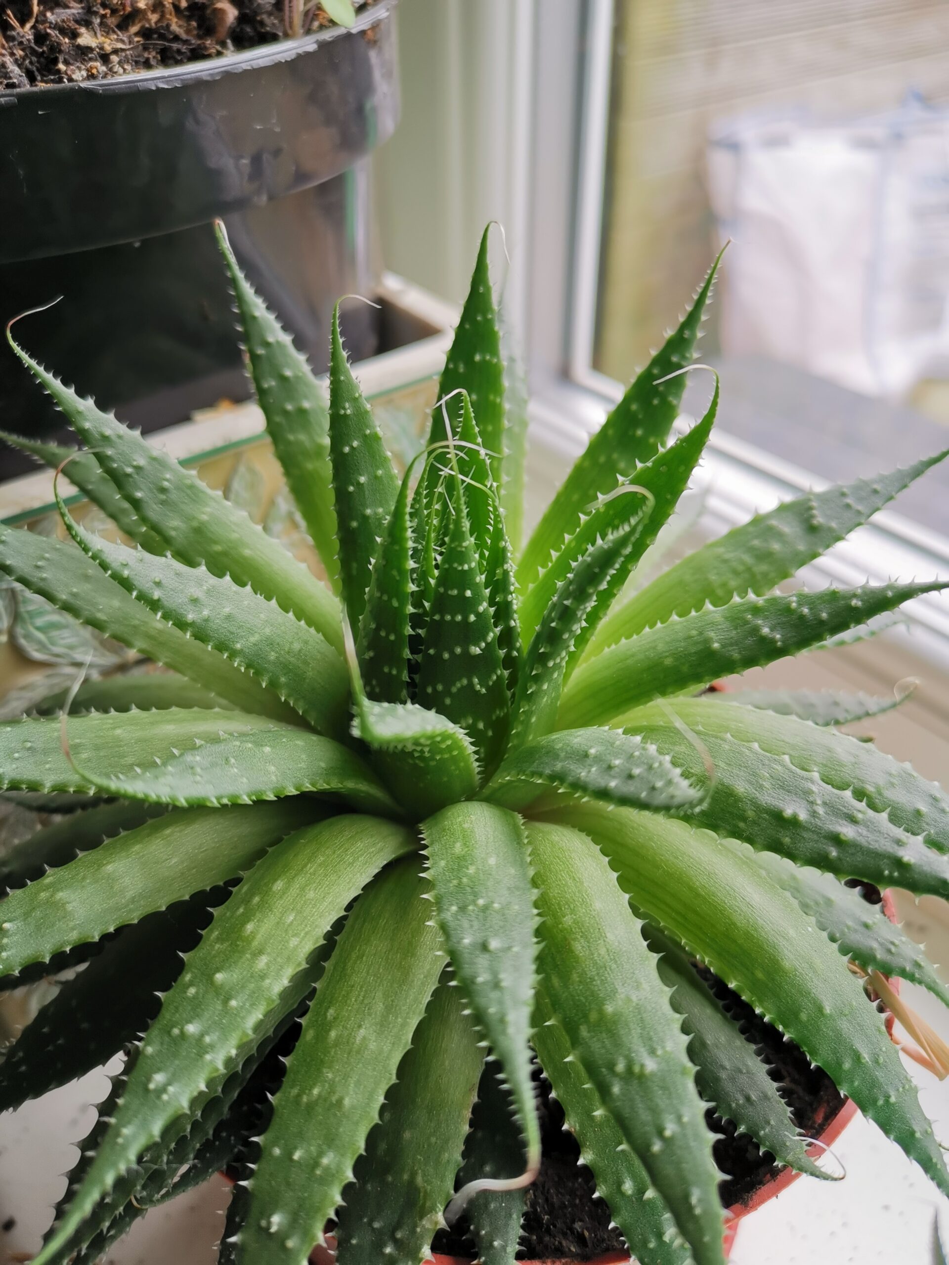 9 BENEFICIOS Y PROPIEDADES DEL ALOE VERA